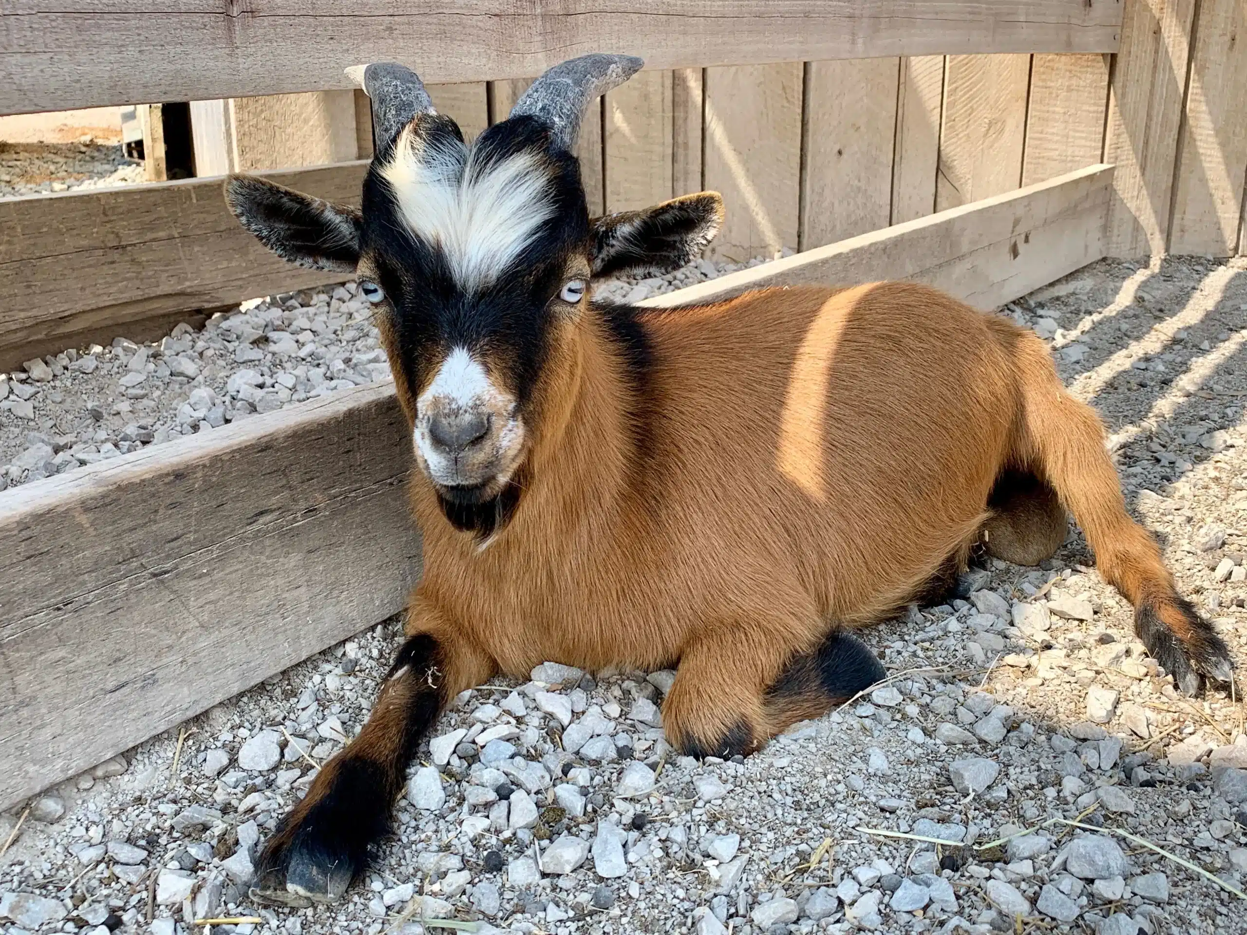 Greg the goat at Fox's High Rock Farm