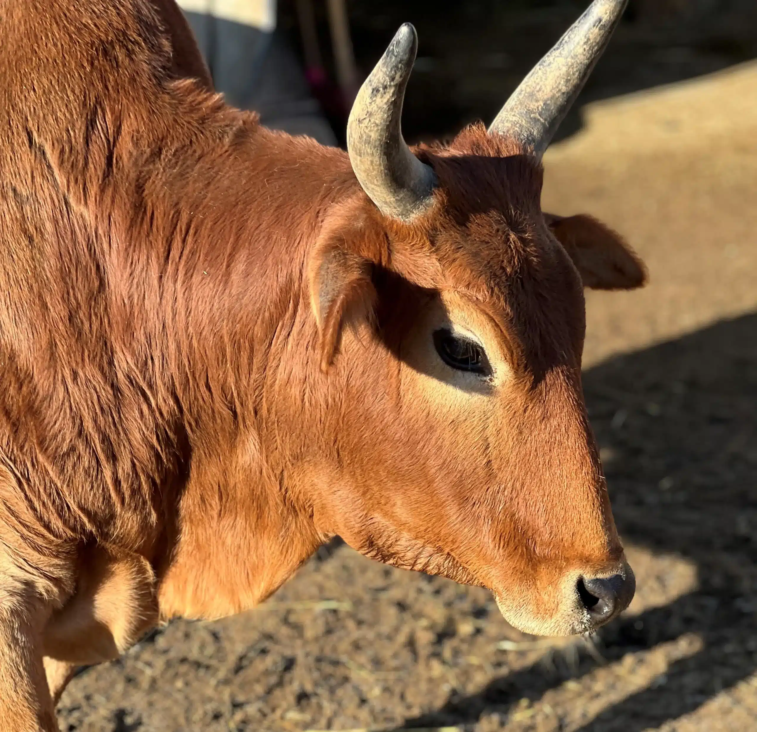 Jimmy the cow at Fox's High Rock Farm