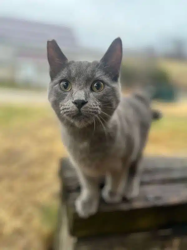 Martin the cat at Fox's High Rock Farm