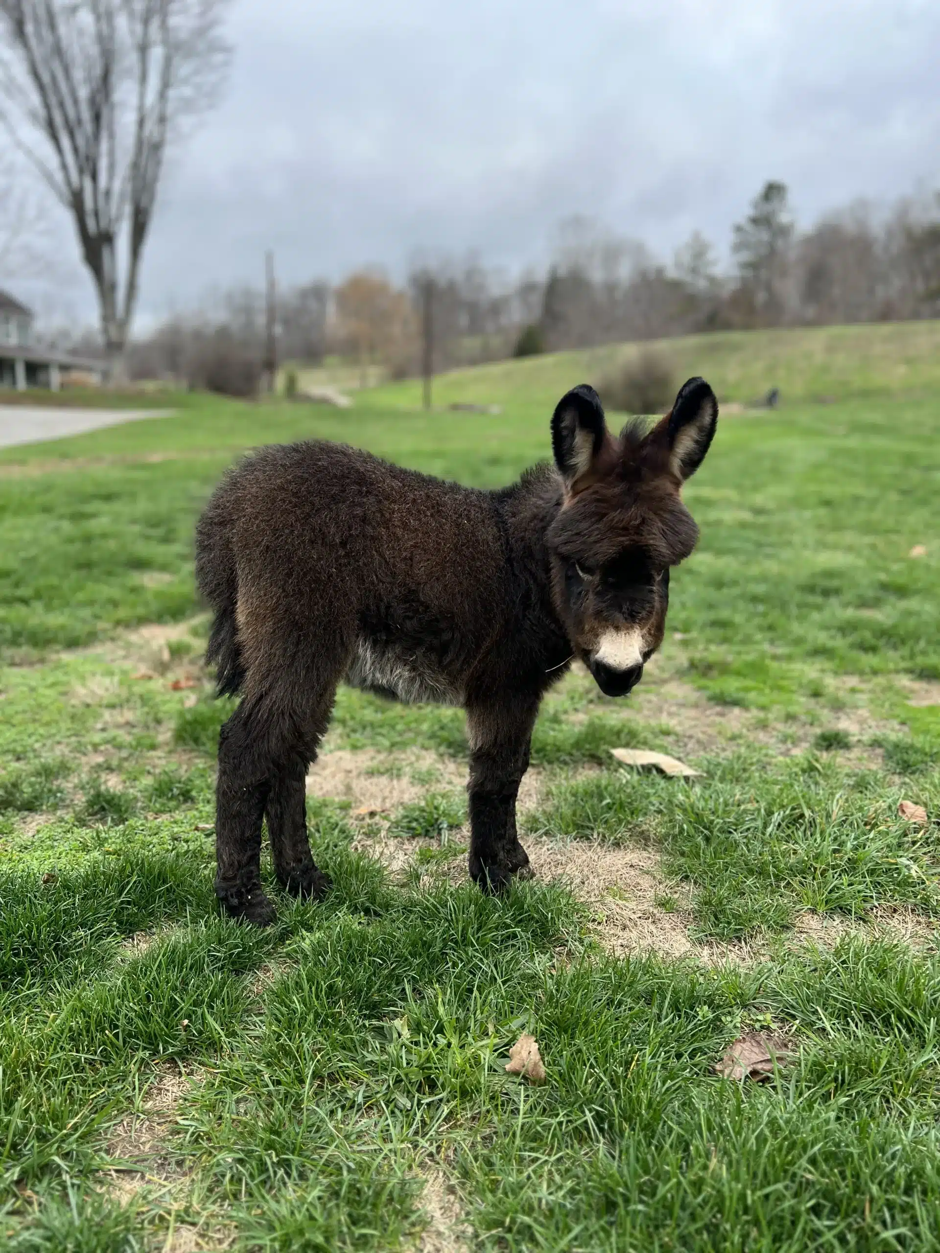 Abby at Fox's High Rock Farm