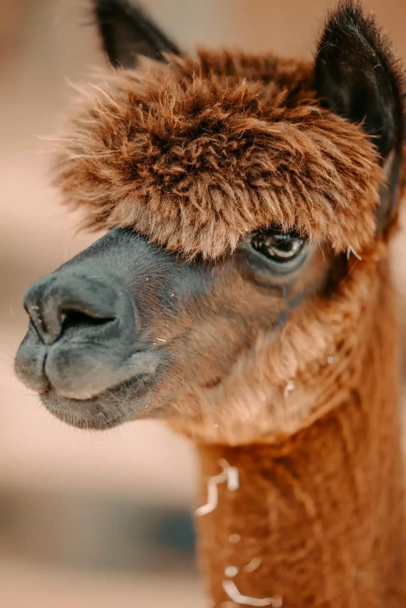 Annie at Fox's High Rock Farm