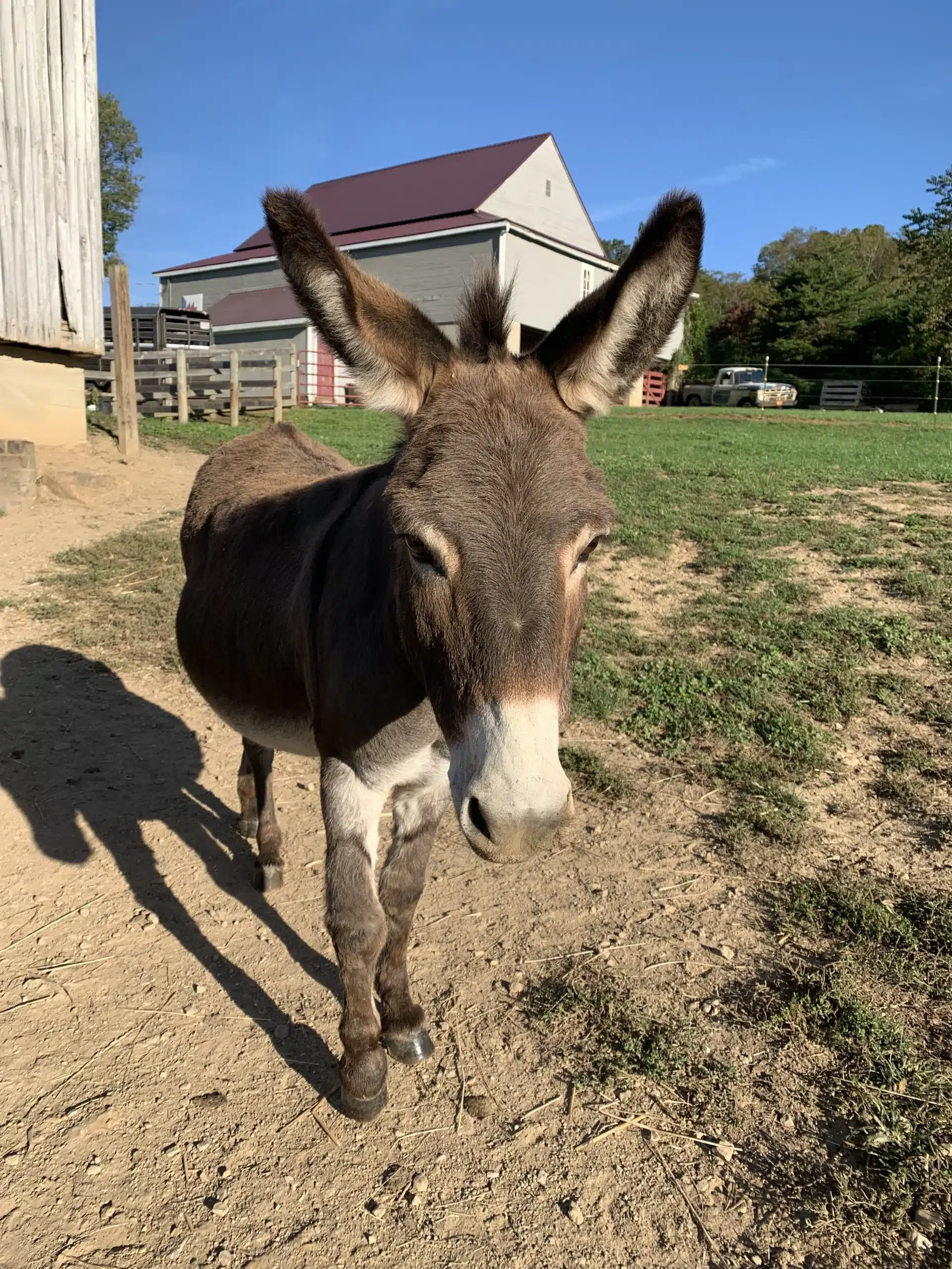 Cindy at Fox's High Rock Farm