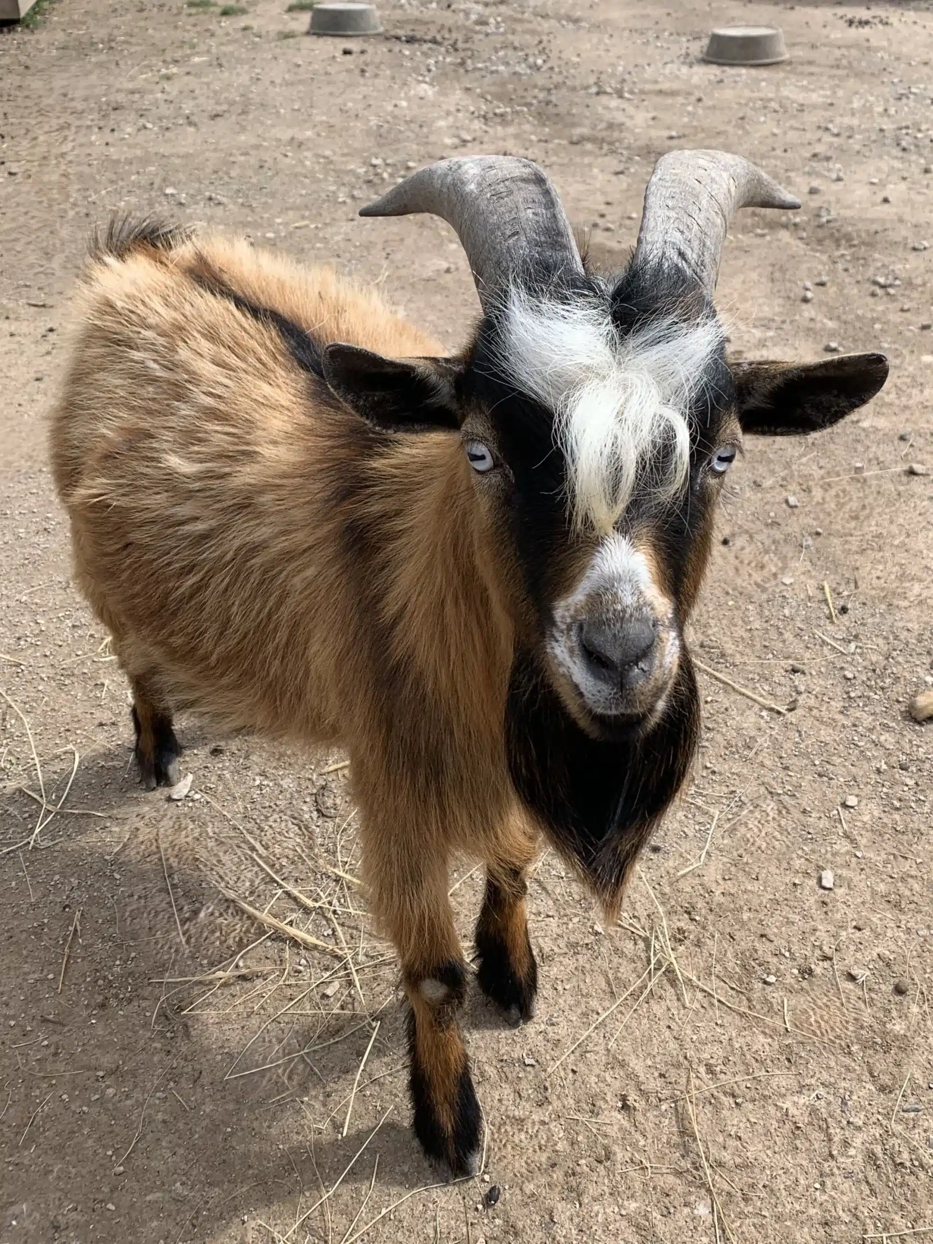Greg at Fox's High Rock Farm