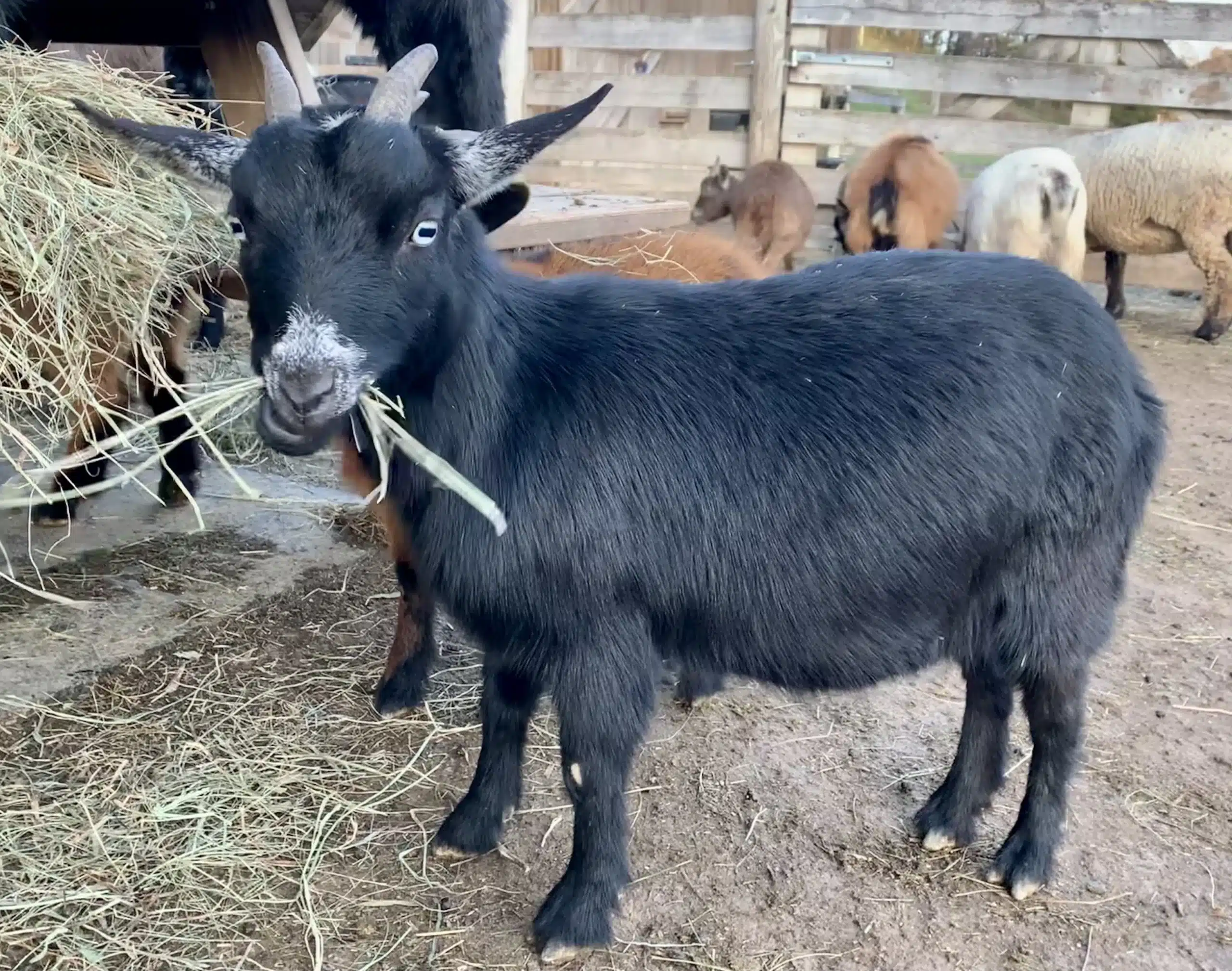 Gretel at Fox's High Rock Farm