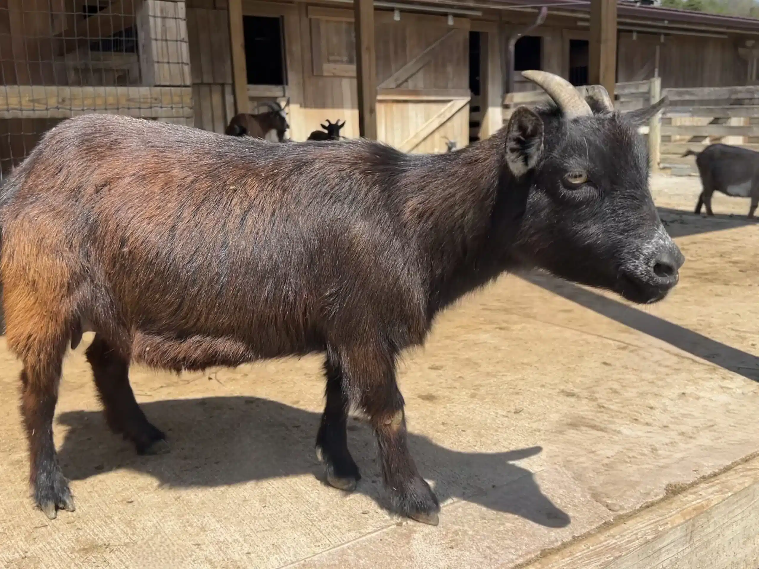 Jill at Fox's High Rock Farm