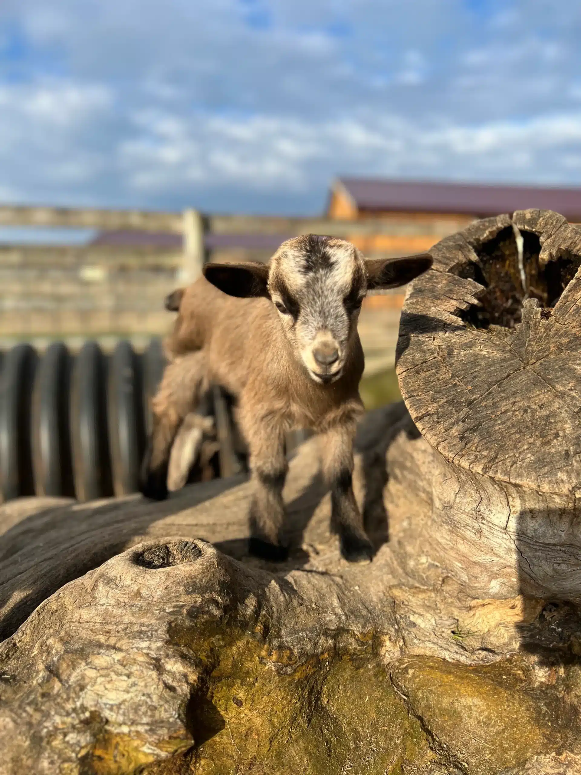 Millie at Fox's High Rock Farm