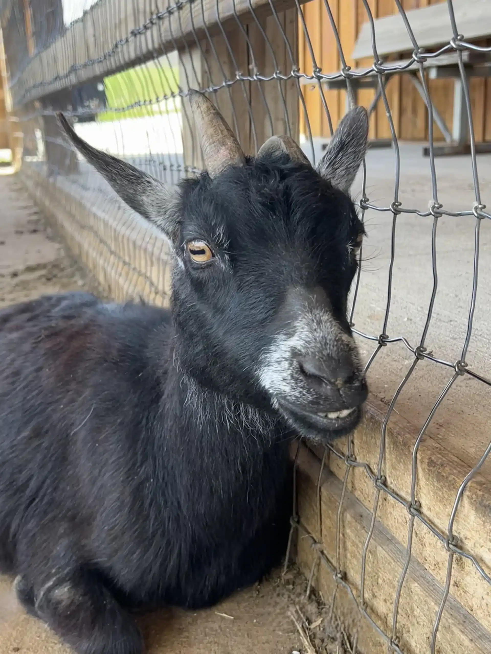 Nellie at Fox's High Rock Farm