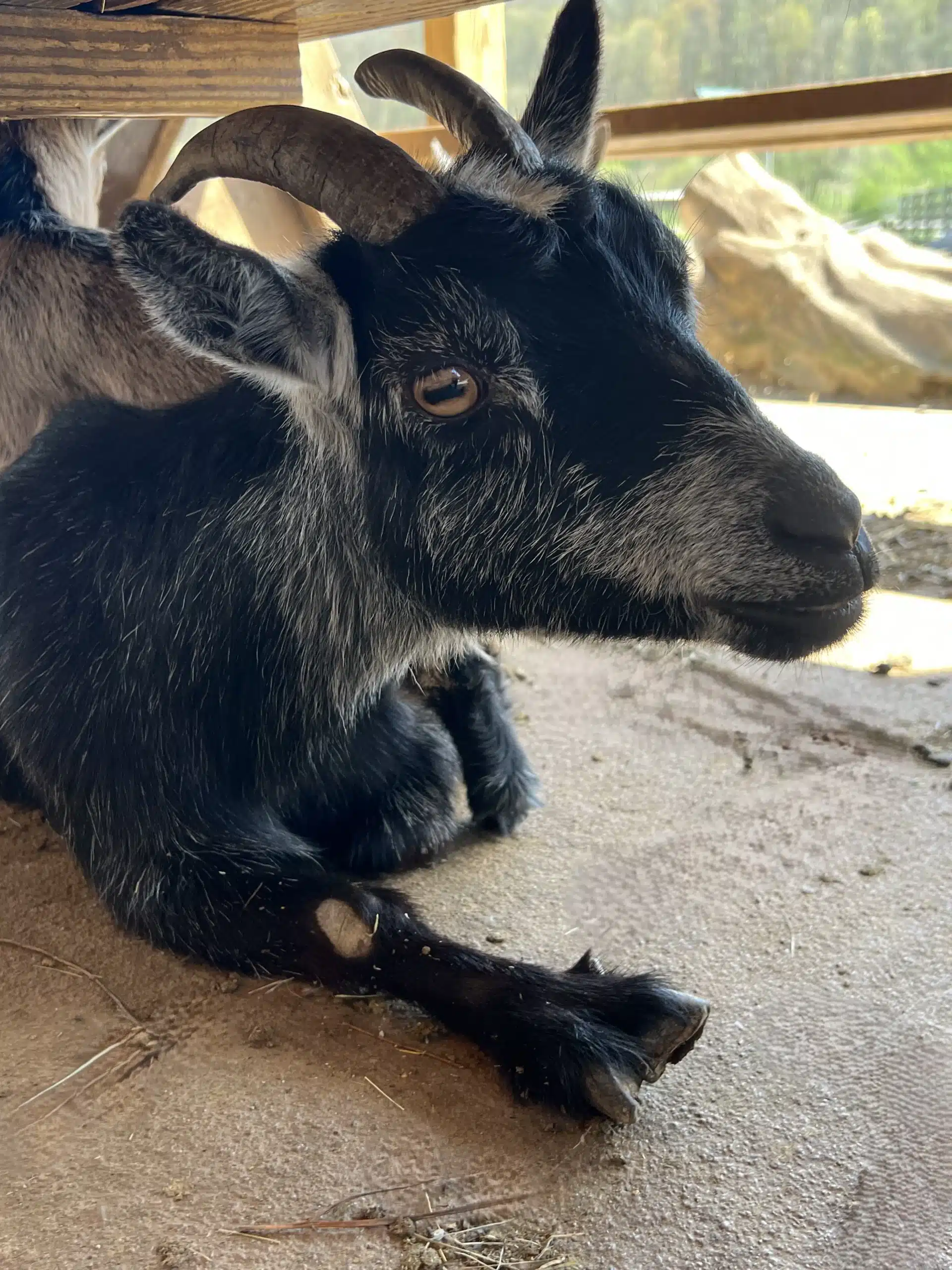 Nora at Fox's High Rock Farm