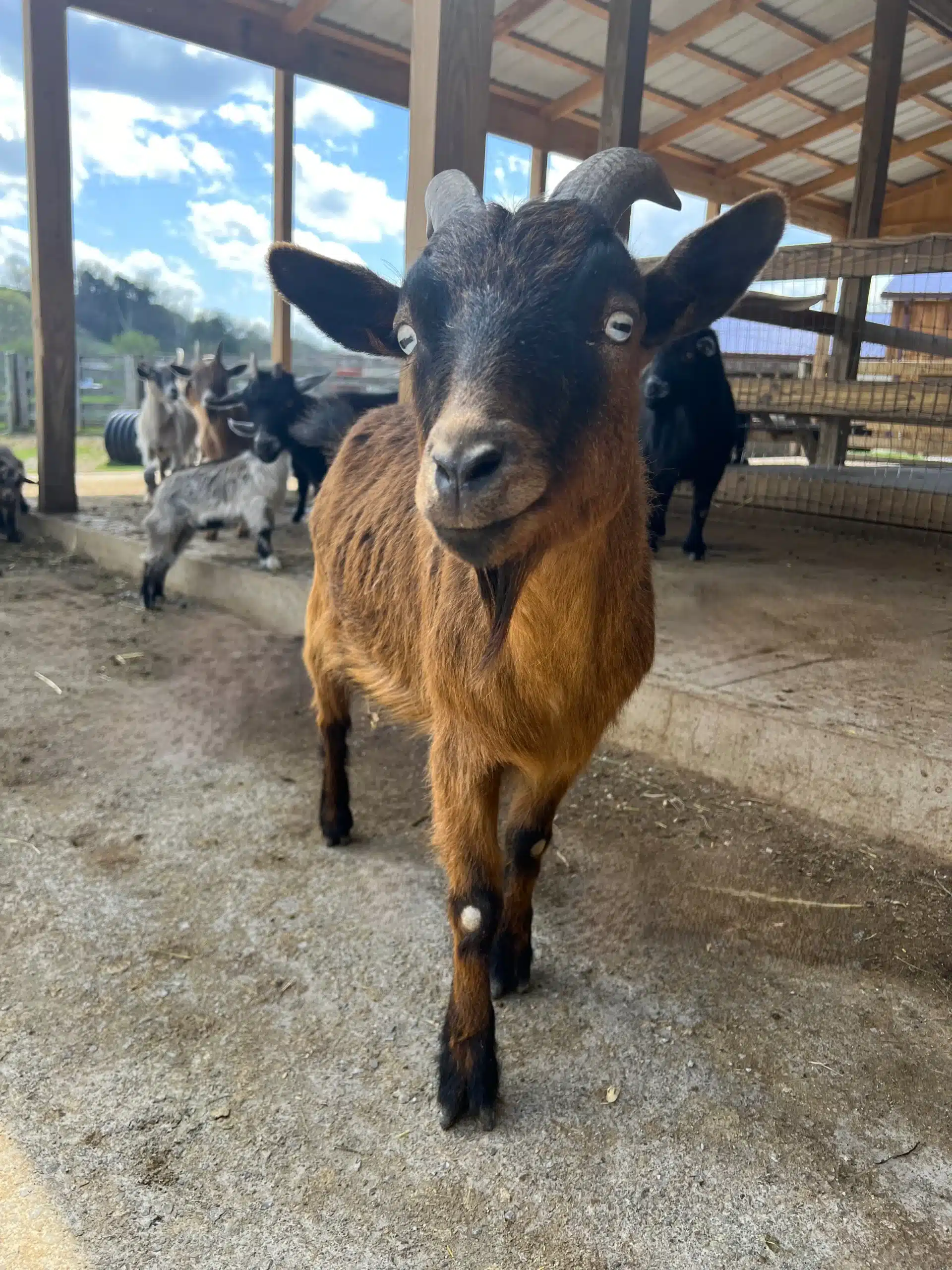 Otis at Fox's High Rock Farm