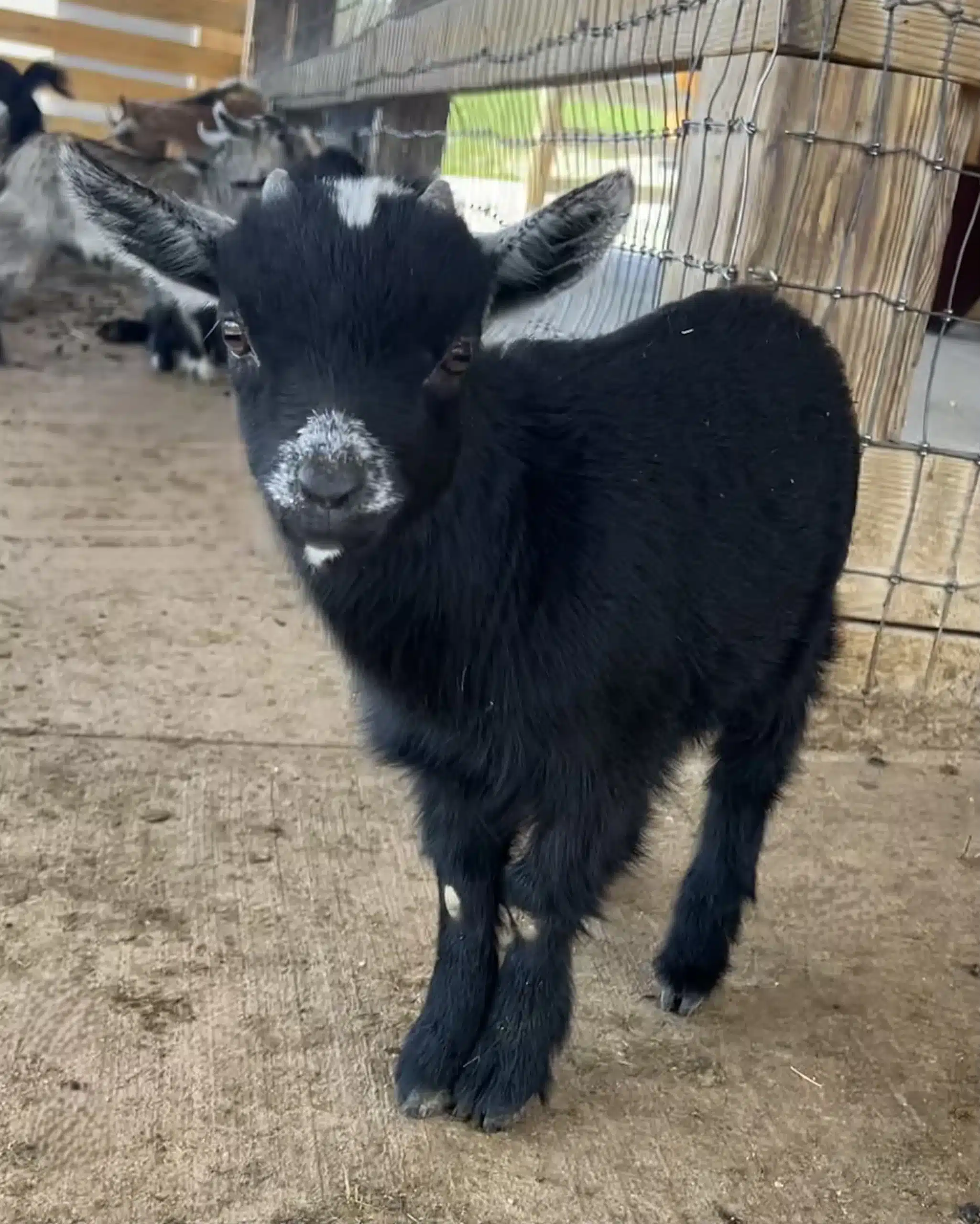 Rocky at Fox's High Rock Farm