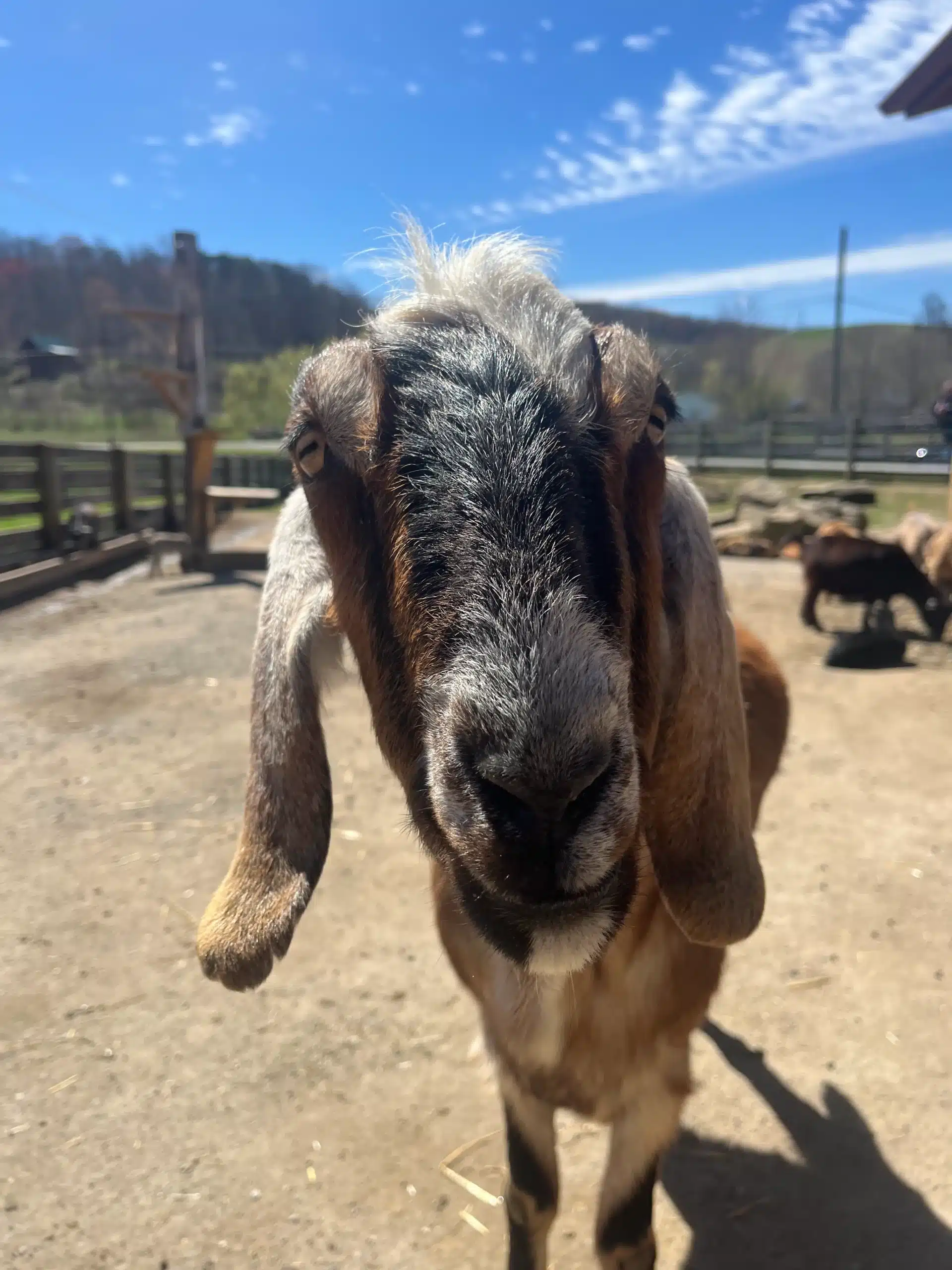 Samson at Fox's High Rock Farm