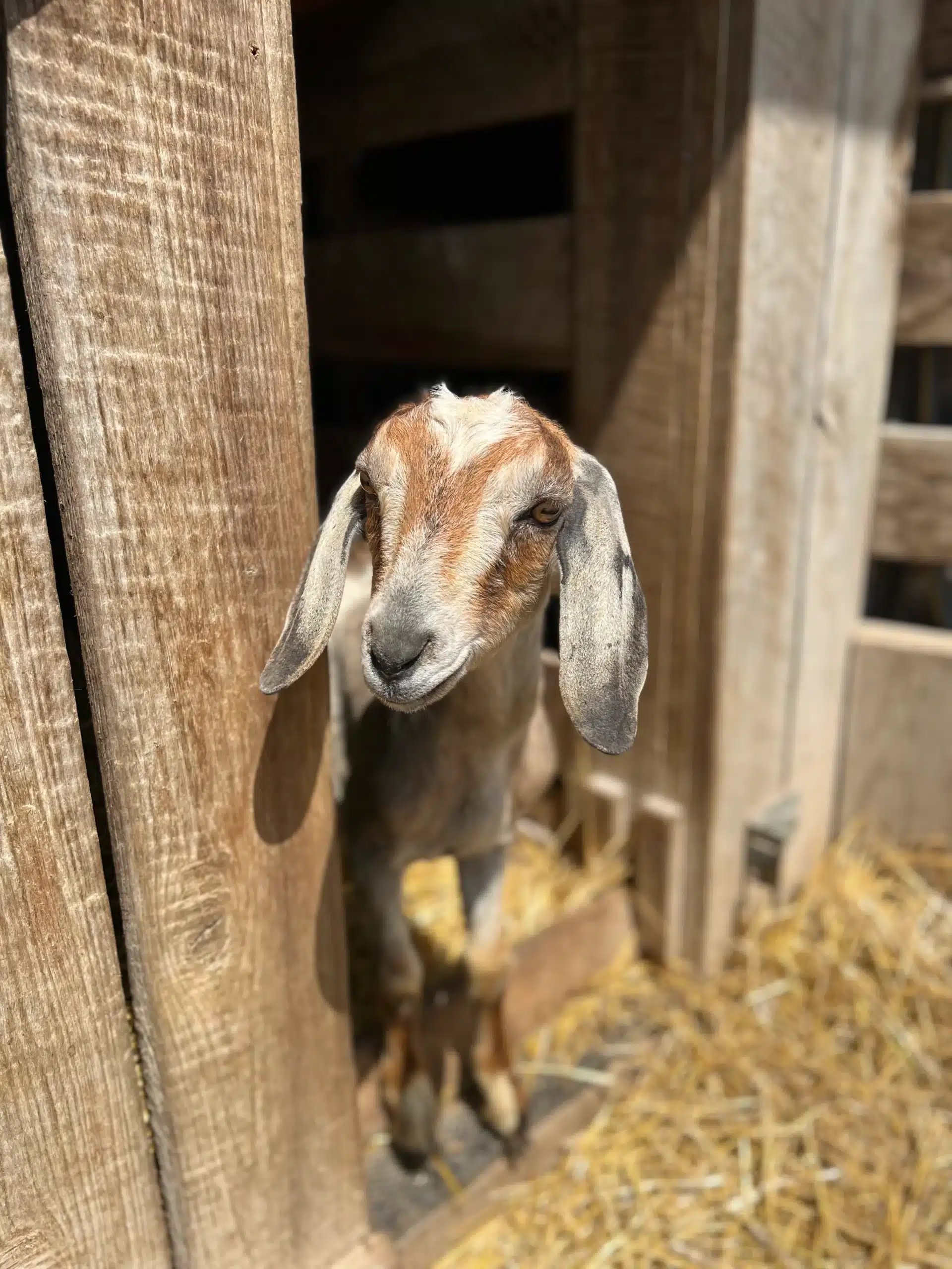 Walter at Fox's High Rock Farm