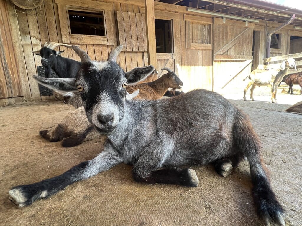 Mirabel the Goat at Fox's High Rock Farm