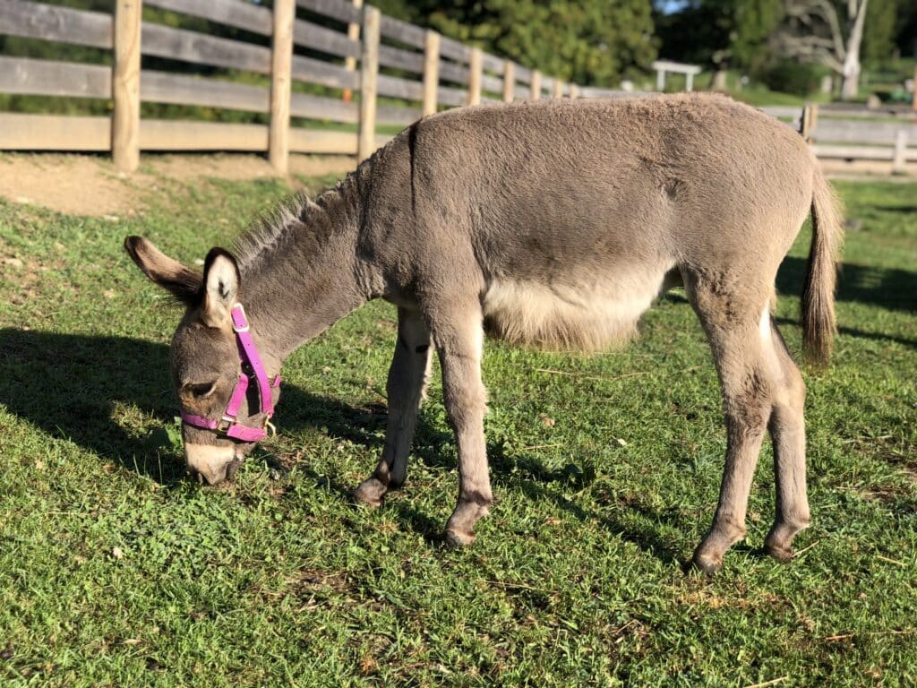Stormy the donkey at Fox's High Rock Farm