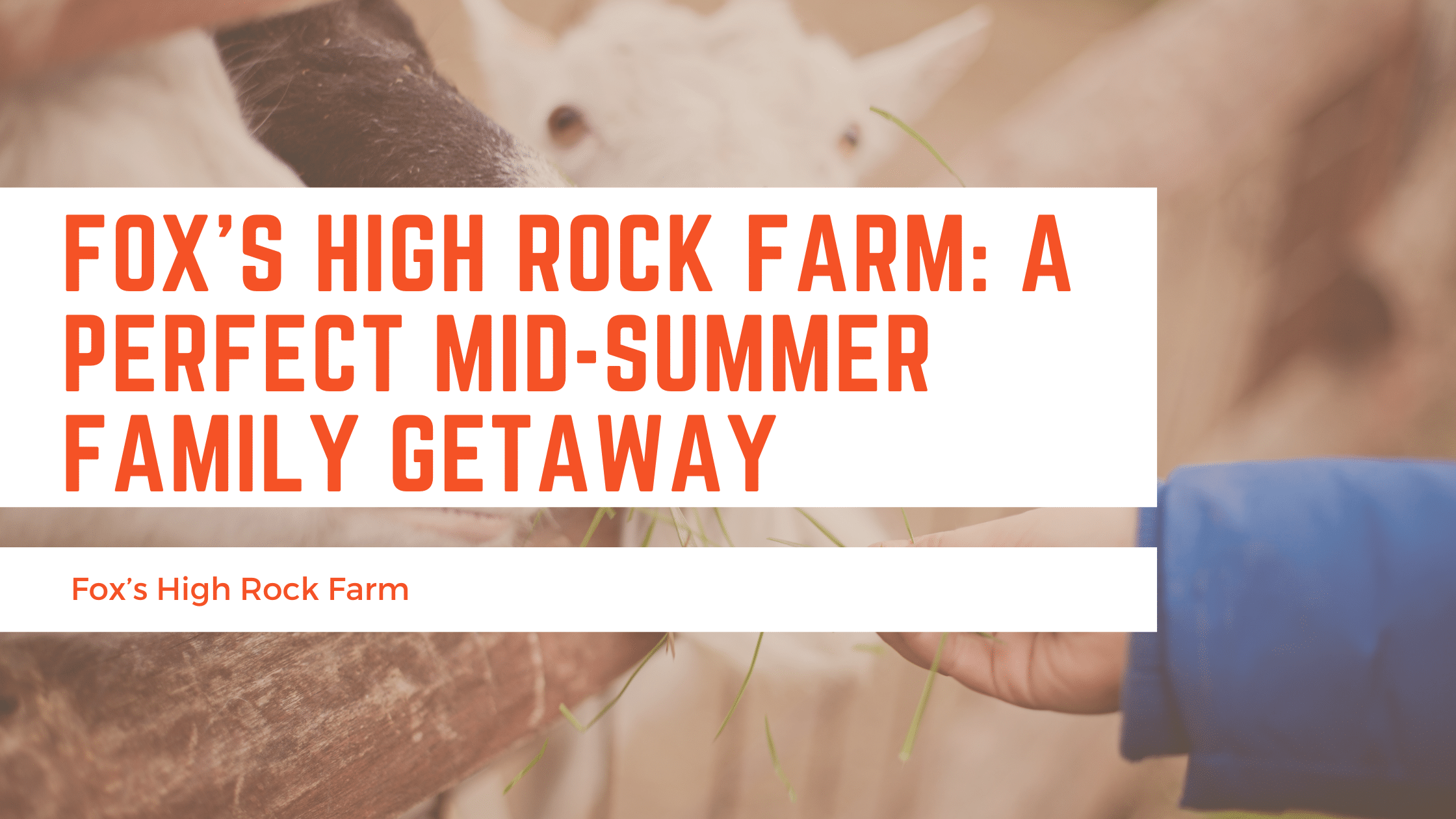 Fox's High Rock Farm Blog Post