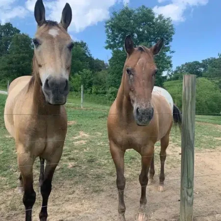 Horses at Fox's High rock Farm